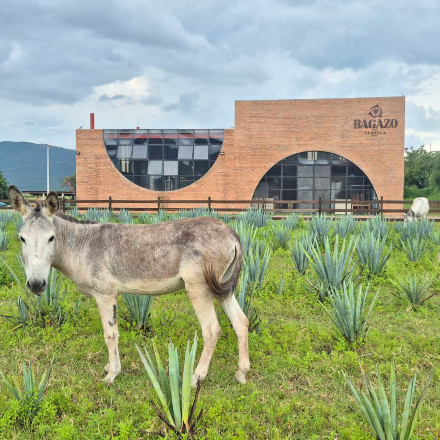 El Bagazo Tequila Blanco - Pre-Sale