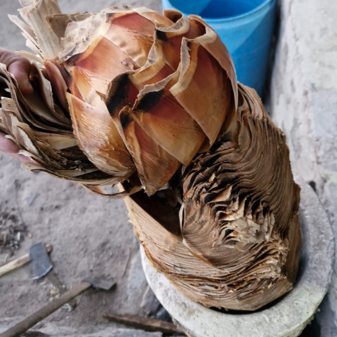 Sotol La Higuera Durango