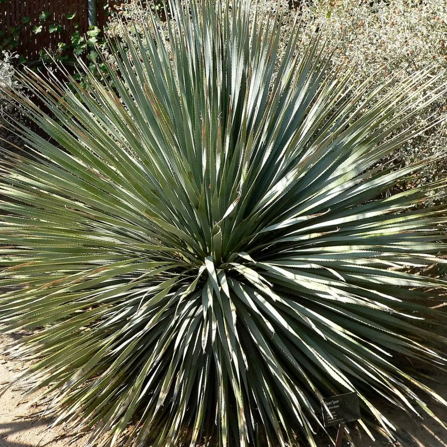 Sotol La Higuera Wheeleri