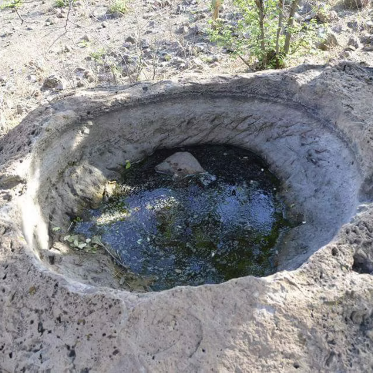 La Venenosa Tutsi Masparillo