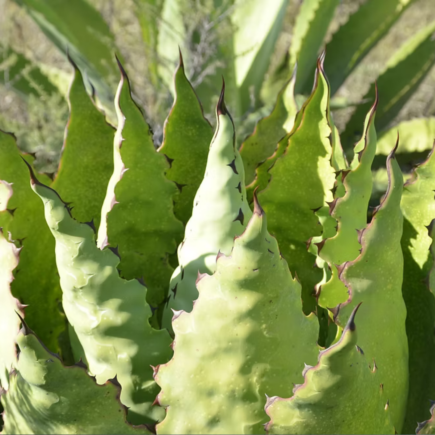 La Venenosa Occidental