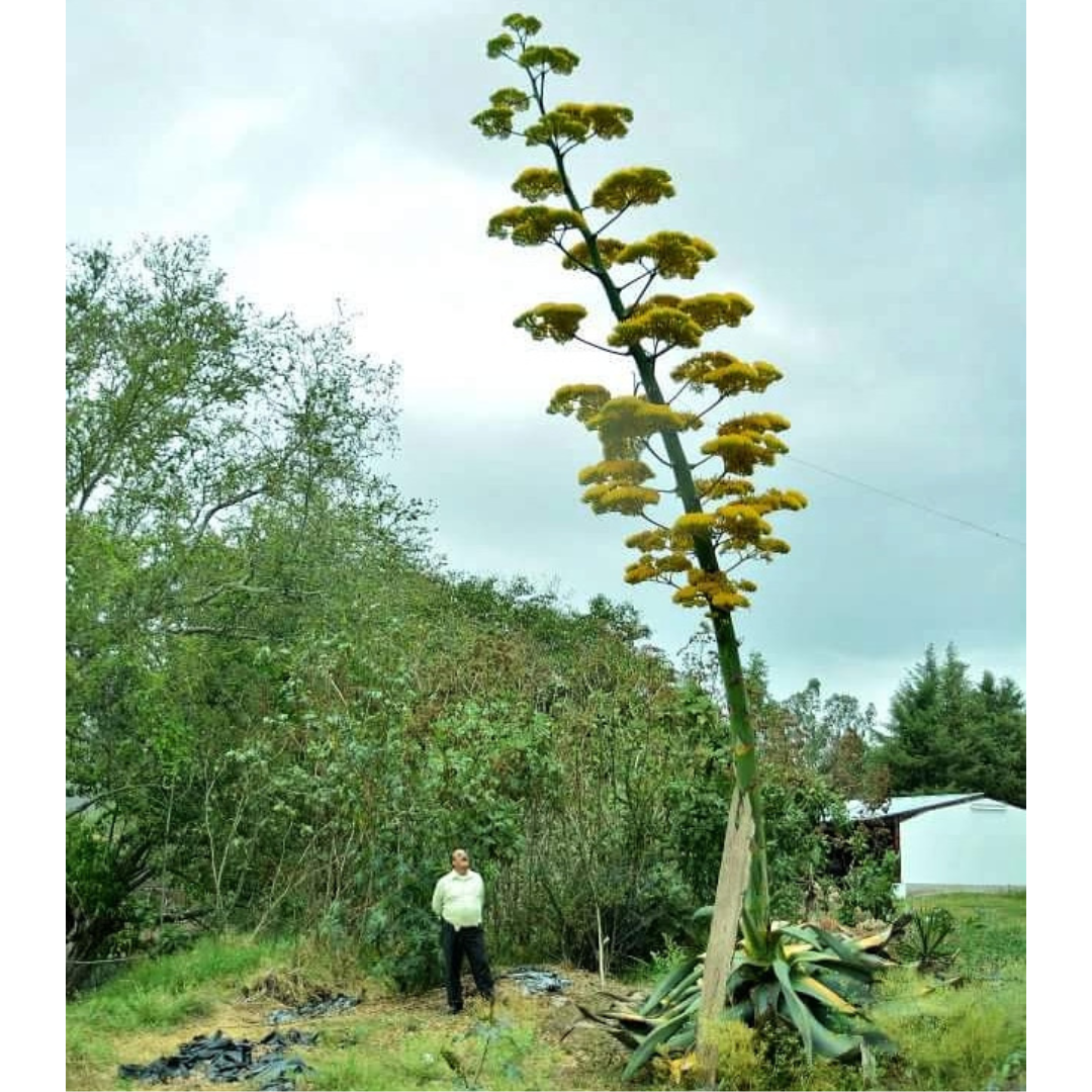La Venenosa Valenciana