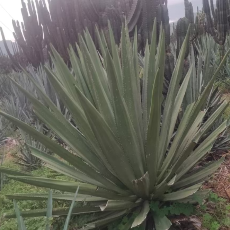 El Lobo de la Sierra Ensamble II