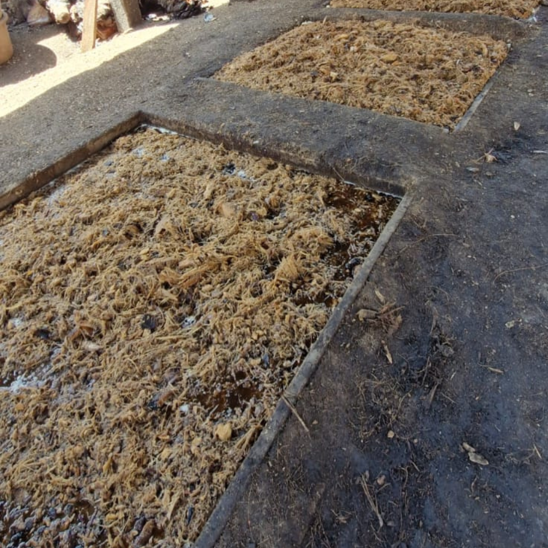 Sotol La Higuera Durango