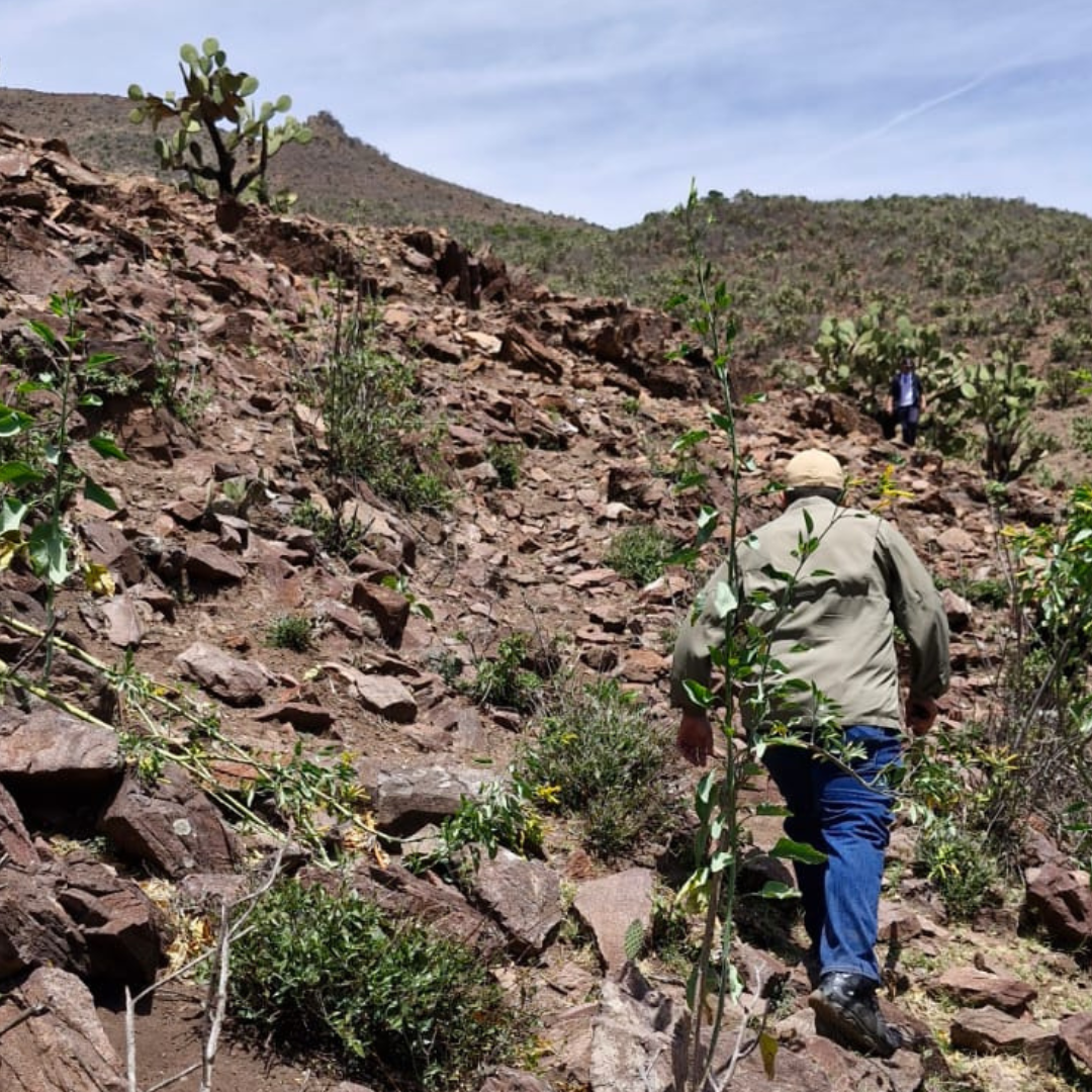 Sotol La Higuera Durango