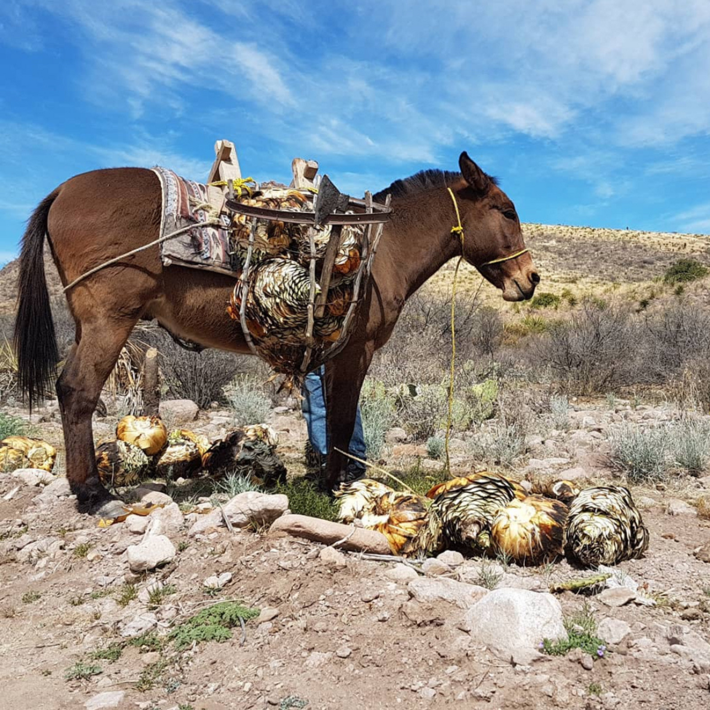 Sotol La Higuera Texanum