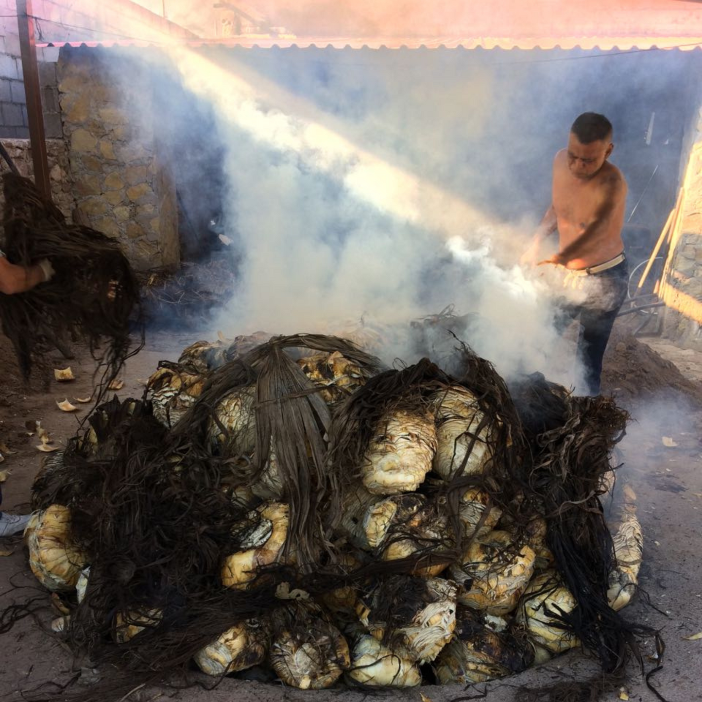 Sotol La Higuera Cedrosanum