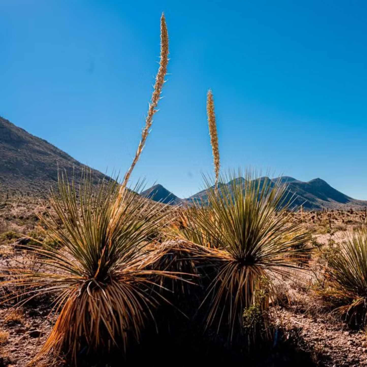 Sotol La Higuera Texanum