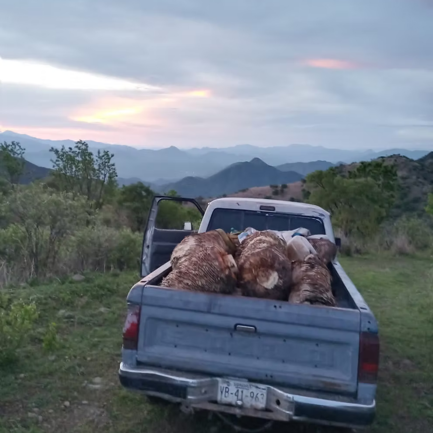 Sotol La Higuera Palmilla