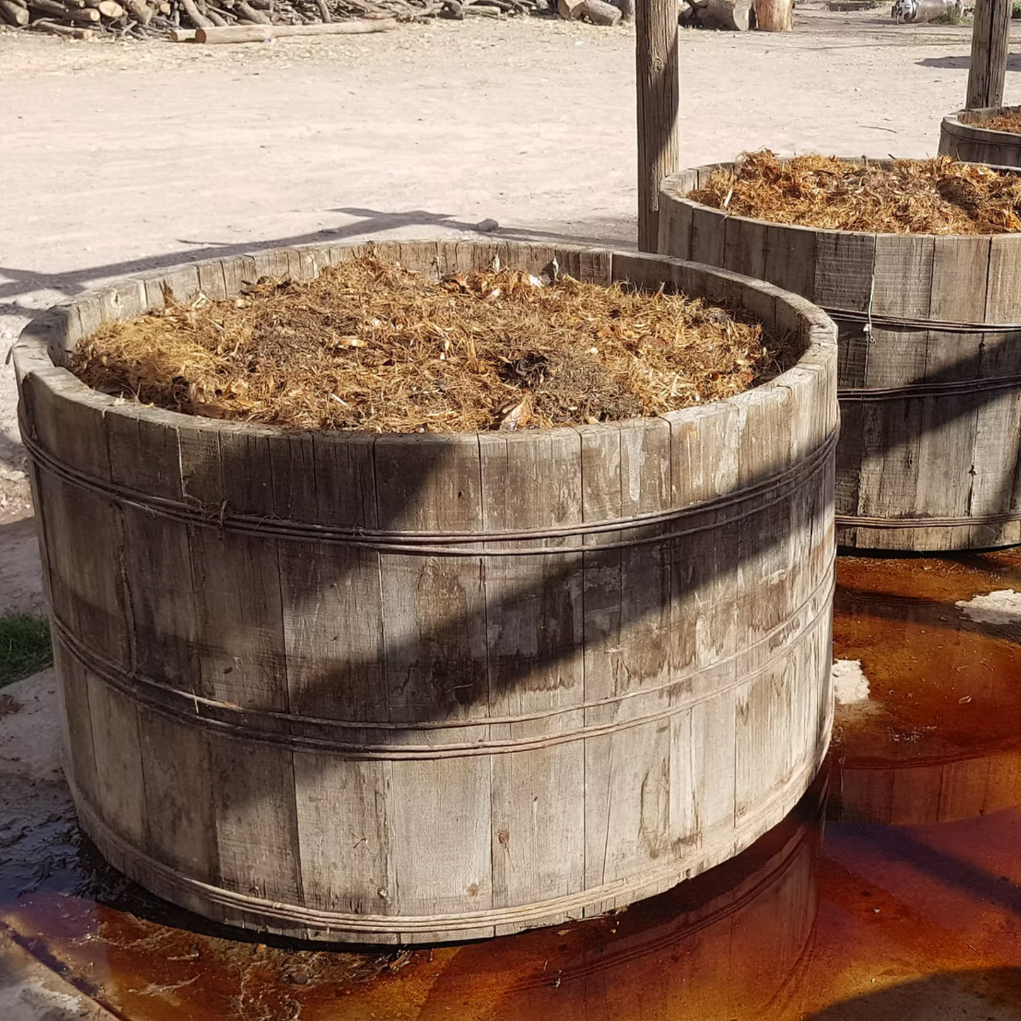 Sotol La Higuera Texanum