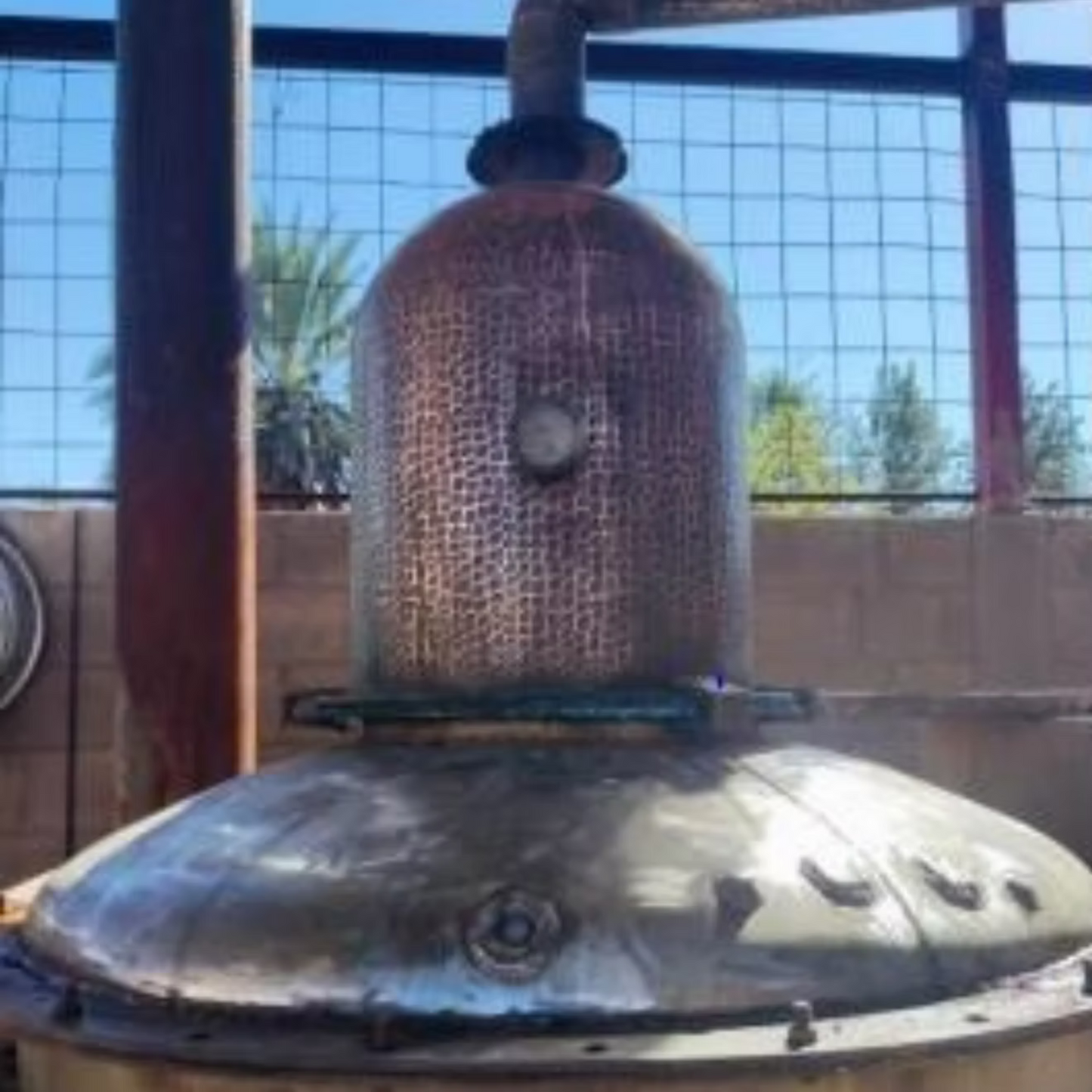 Sotol La Higuera Palmilla