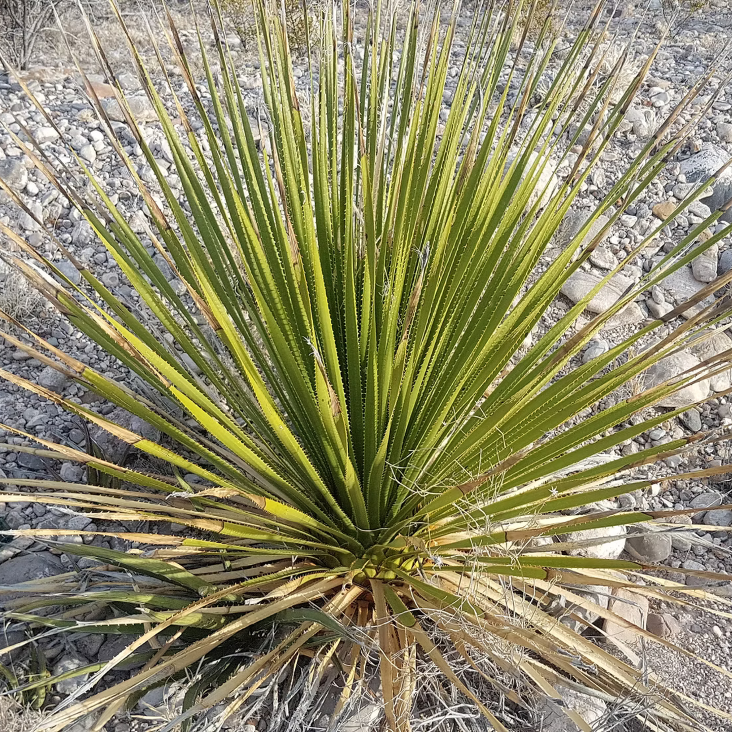 Sotol La Higuera Leiophyllum