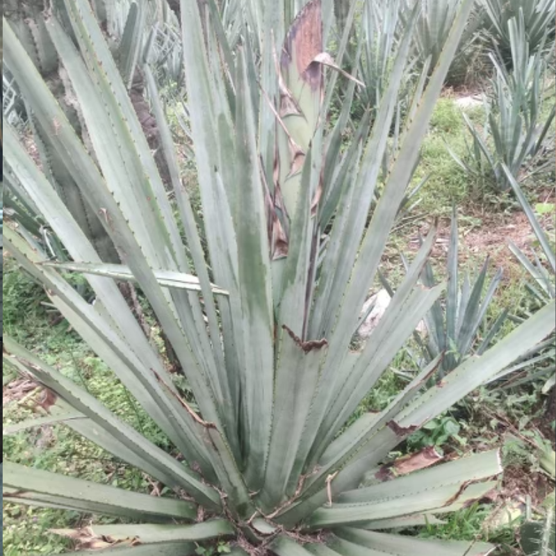 El Lobo de la Sierra Ensamble II
