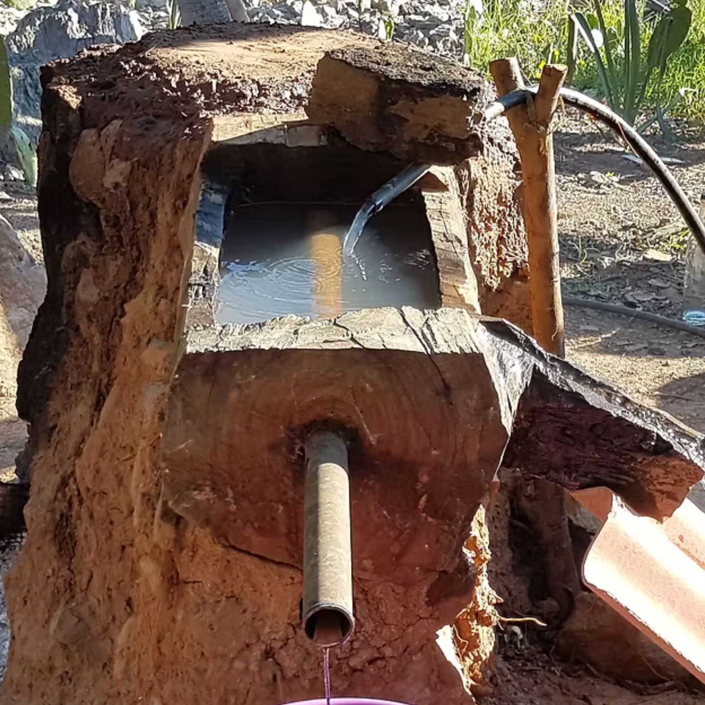 La Venenosa Tutsi Masparillo