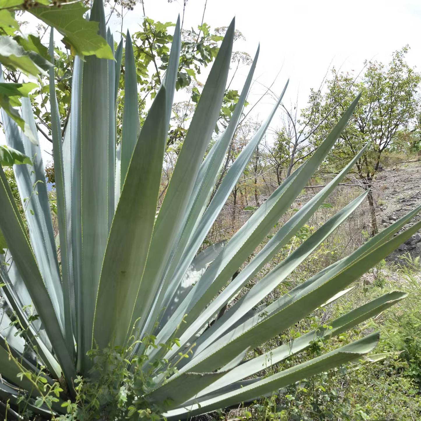 La Venenosa Tutsi Masparillo