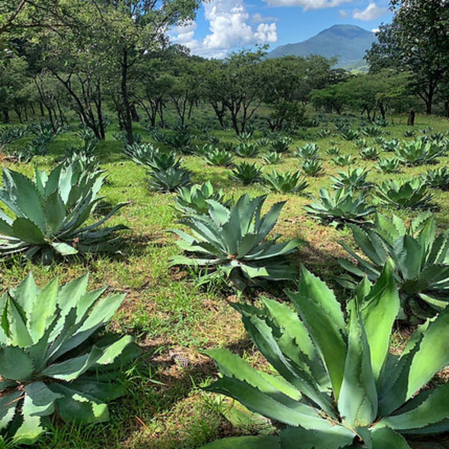 La Venenosa Puntas -Don Gerardo Peńa