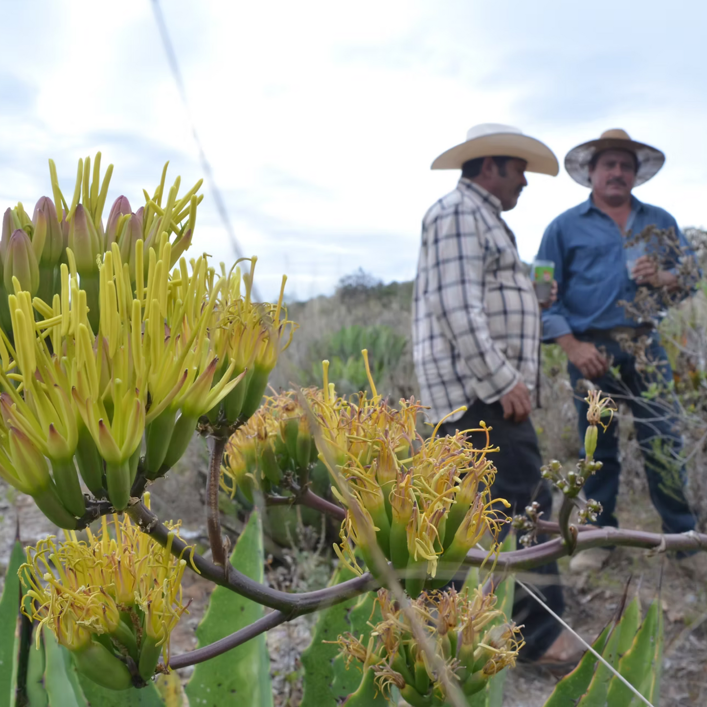 La Venenosa Occidental