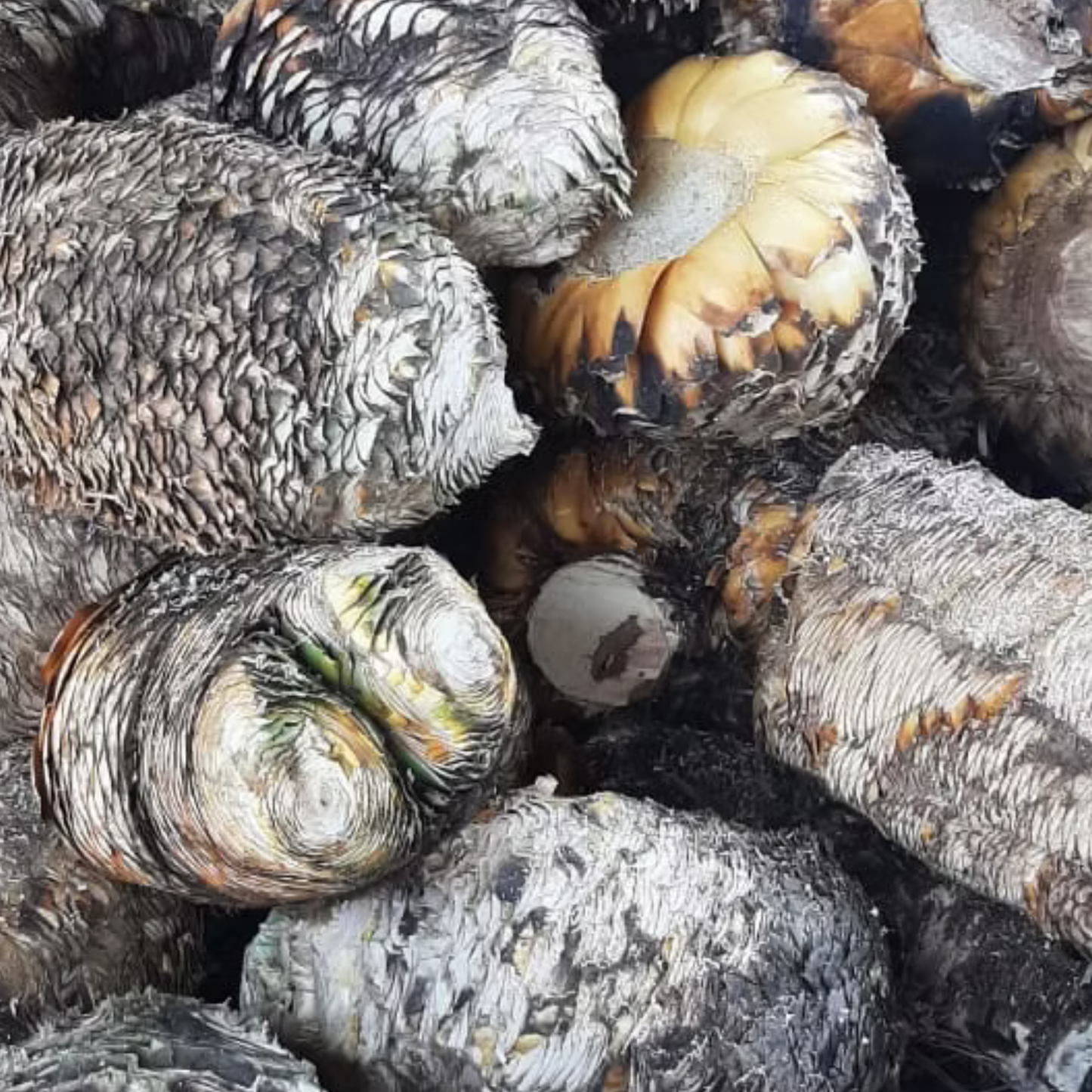 Sotol La Higuera Palmilla