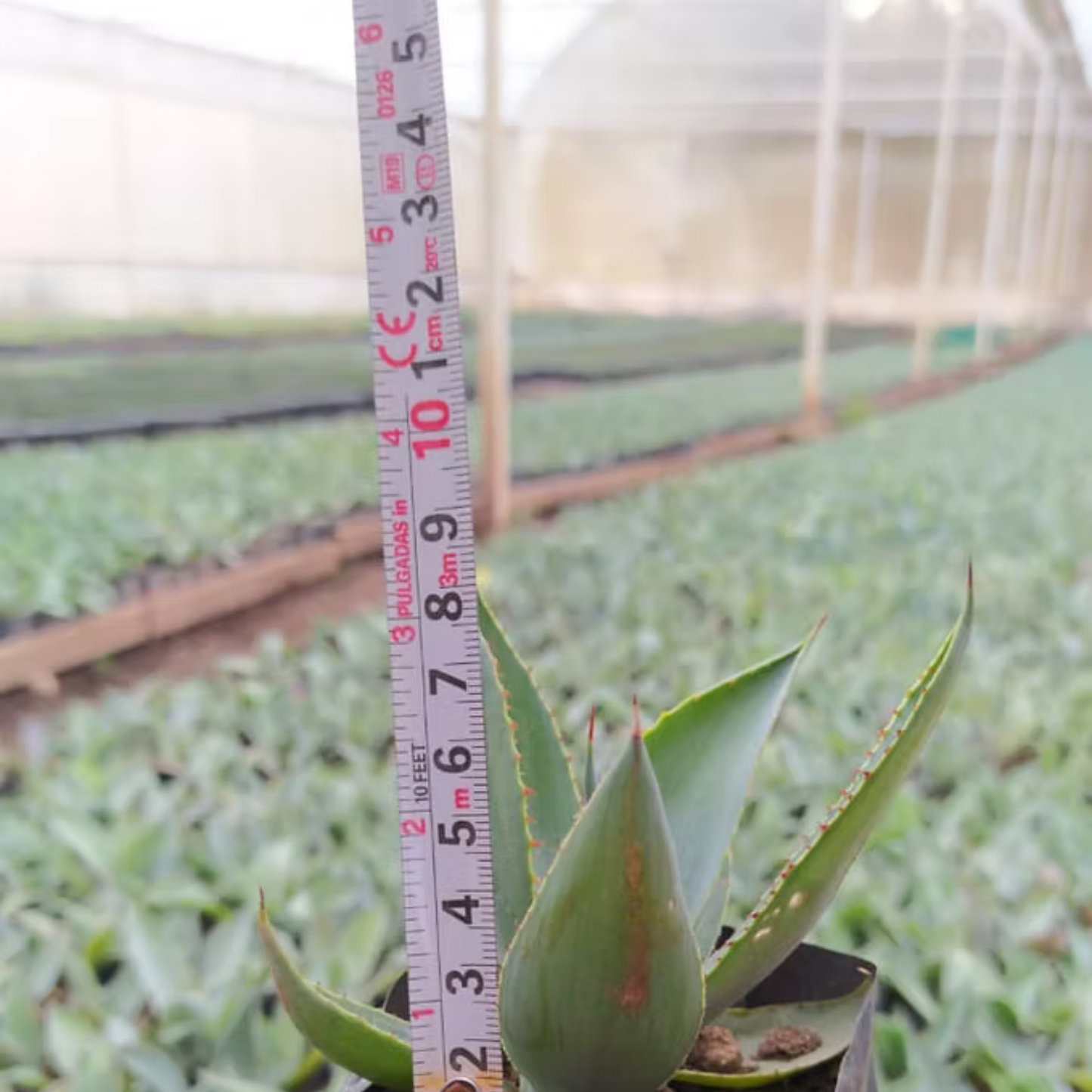 La Venenosa Tabernas
