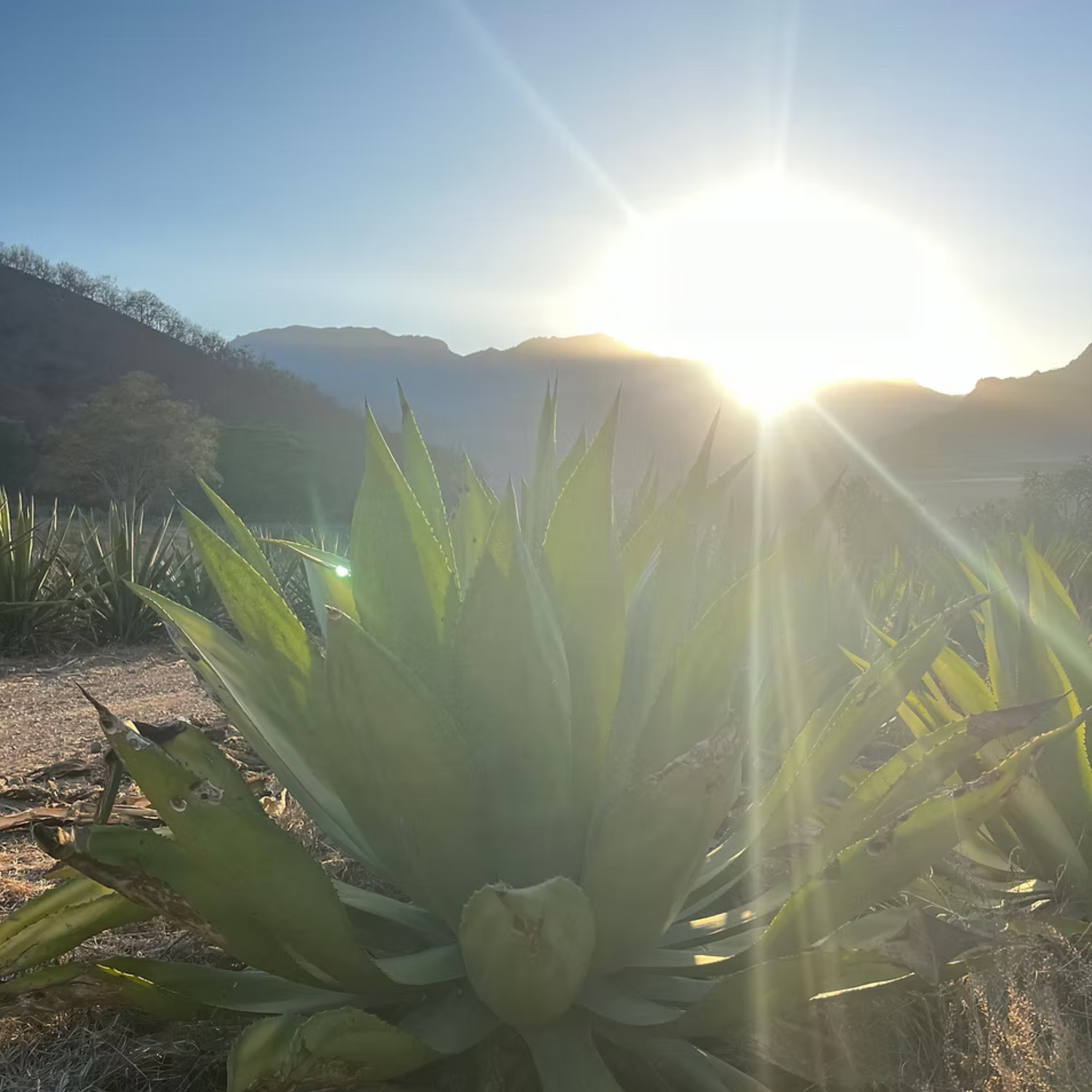 La Venenosa Tabernas Reposado
