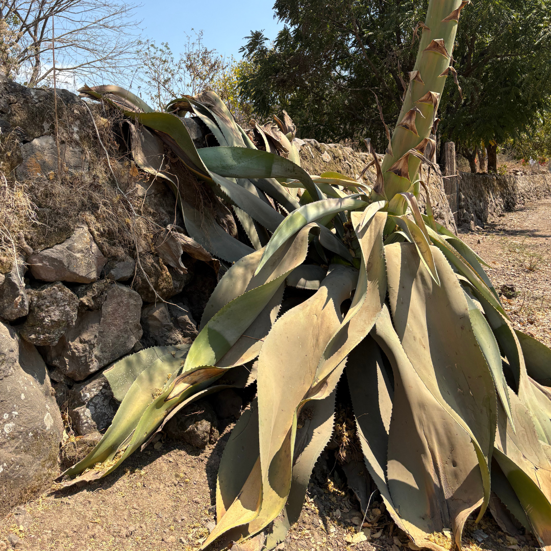 La Venenosa Valenciana