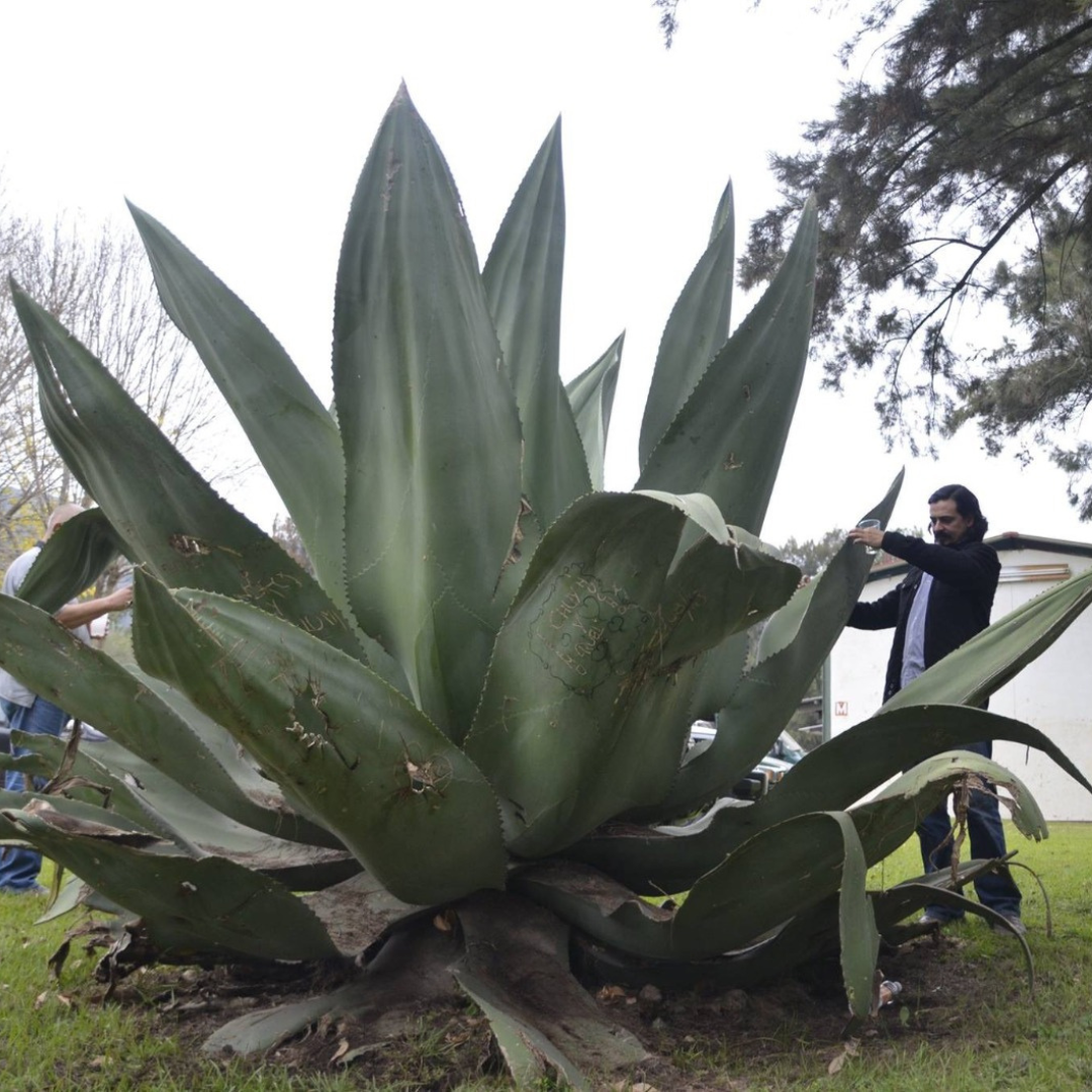La Venenosa Valenciana
