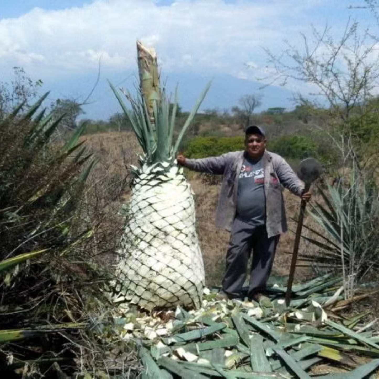 La Venenosa Volcanes