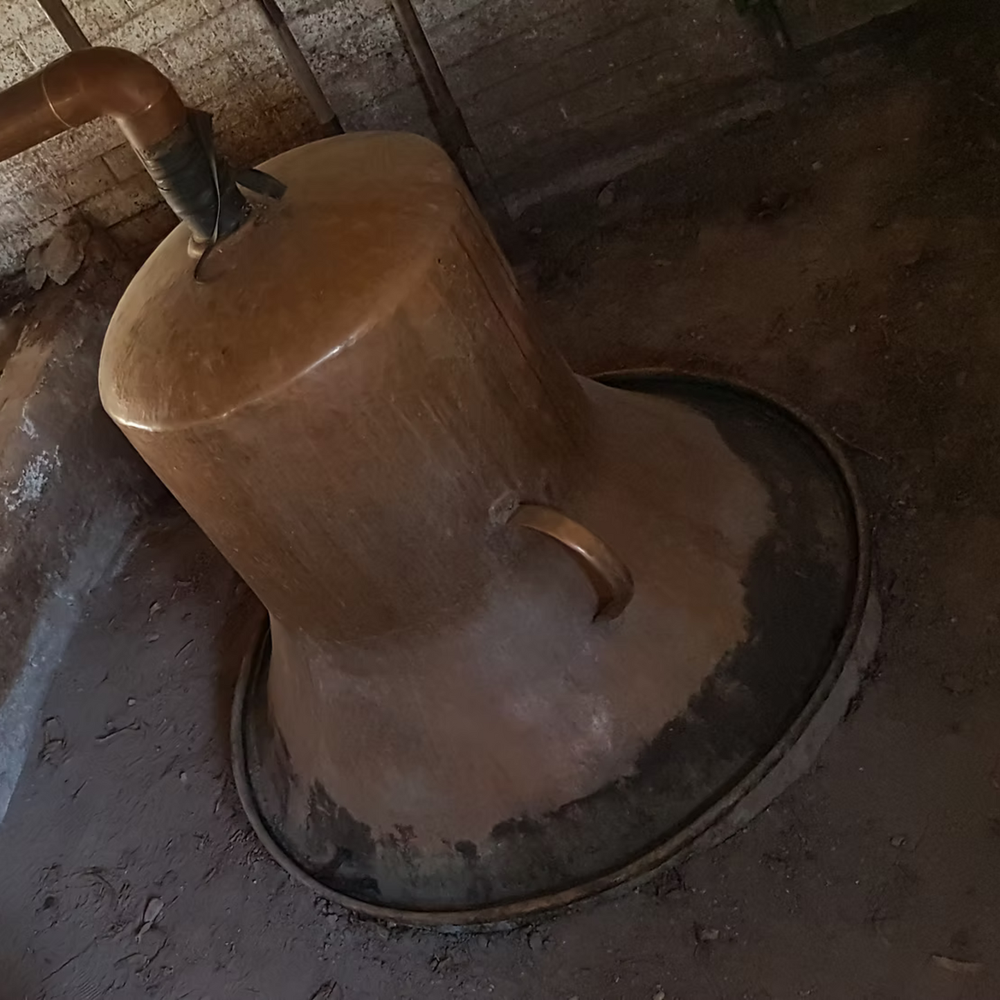 Sotol La Higuera Cedrosanum