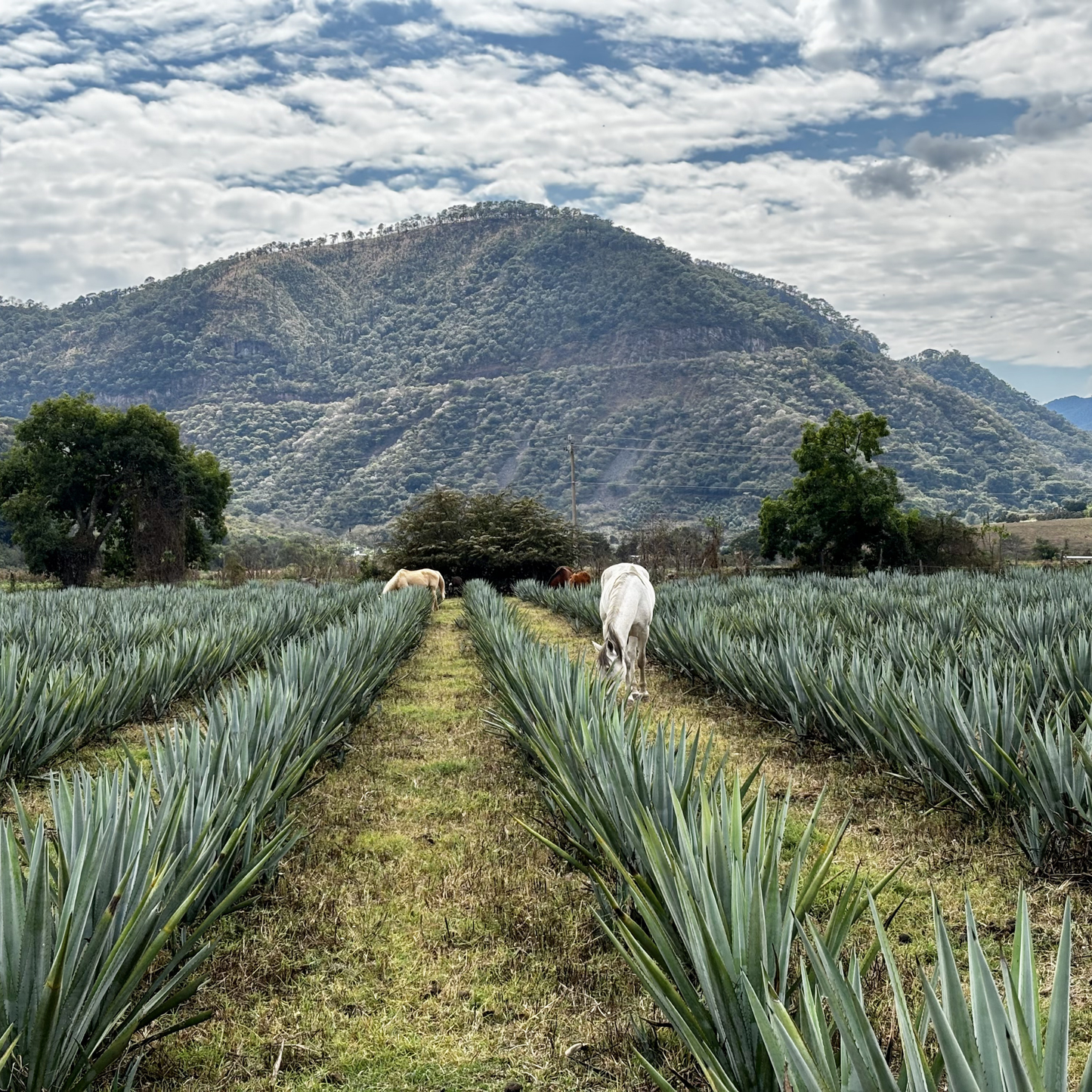 El Bagazo Tequila Blanco - Pre-Sale